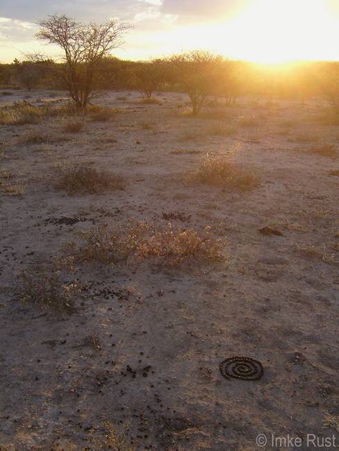 IRust_Bokdrol Spiral Websmall