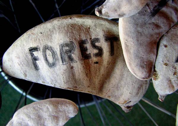 The Camelthorn Code Detail of pod