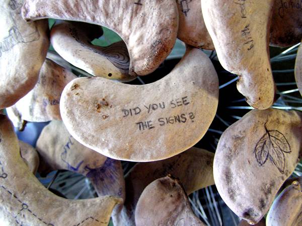 The Camelthorn Code (detail of pods)