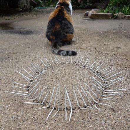 Cat & thorn circle