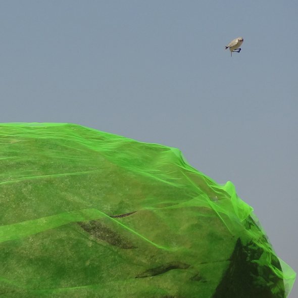 A bird puzzled by my artwork in the desert © Imke Rust