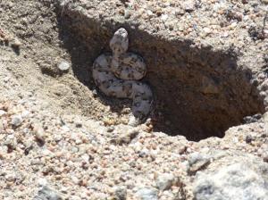 Horned Viper taking refuge in a shaded burrow
