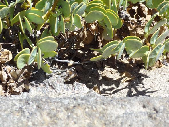 A well camouflaged desert gecko