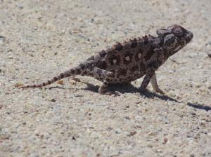 A very friendly and inquisitive pregnant chameleon