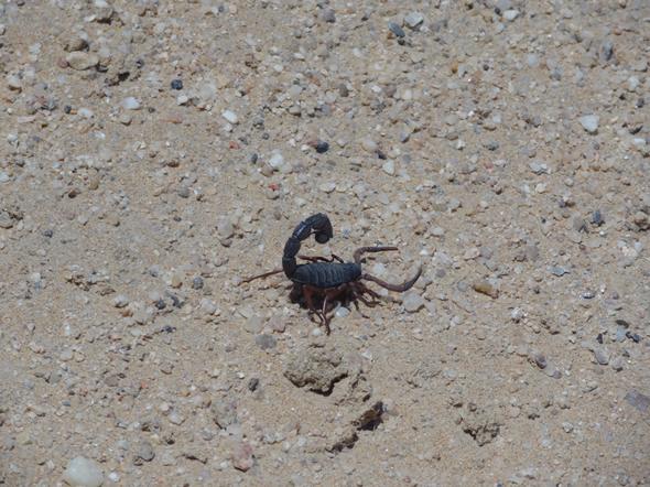 A black scorpion