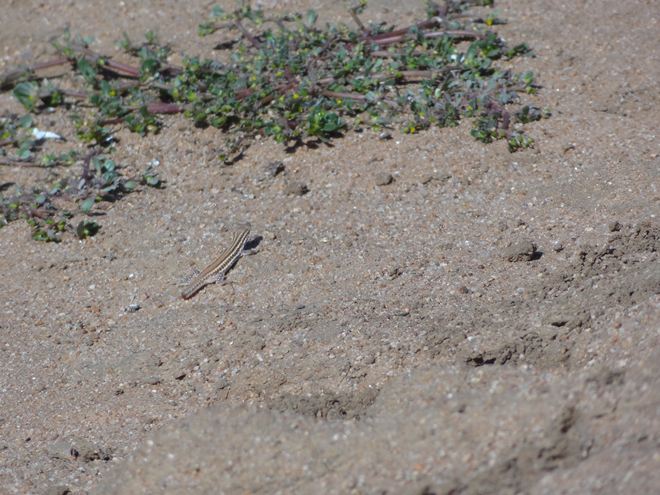 A lizard who has lost its tail