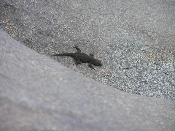 Another gecko, not as fussed with camouflaging