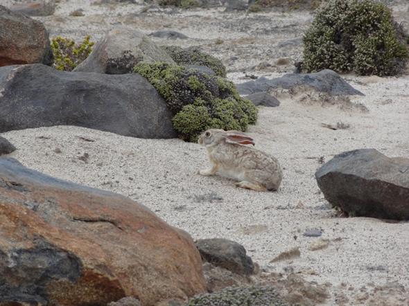 A desert rabbit, sitting very still, in the hope that we do not see it...