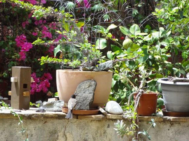 Red-eyed bird drinking from the rainmaker installation