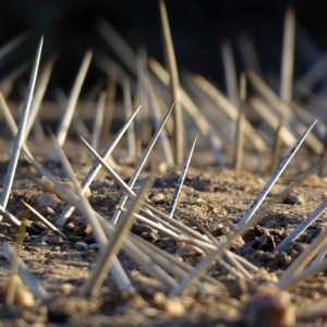 Detailed view (Available as digital print. Printed on premium photography paper or AluDibond