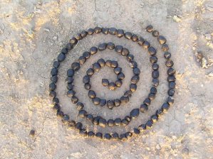 Bokdrol Spiral ©ImkeRust