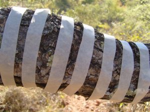 Zebra Crossing ©ImkeRust