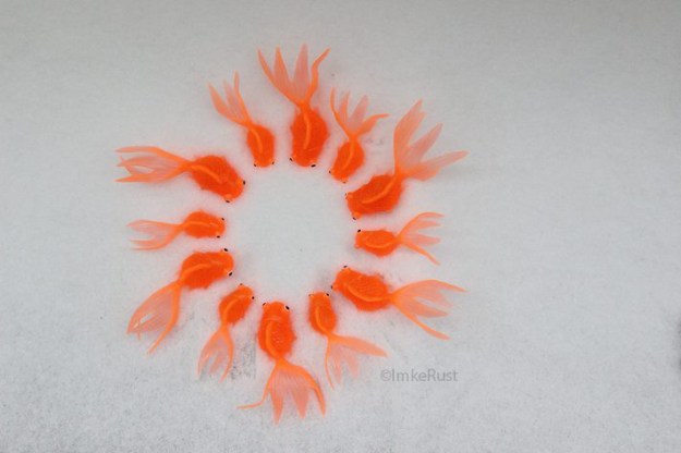Goldfish, sun & snow ©ImkeRust