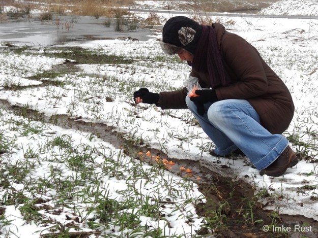Taking my goldfish for a swim ©Imke Rust