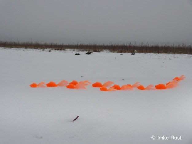 Swimming in the snow ©Imke Rust
