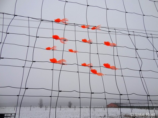 Flying Goldfish ©Imke Rust