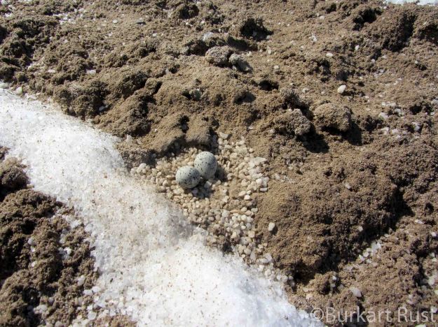 Strandloopertjie nest with eggs