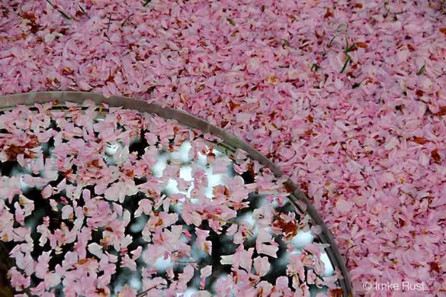 Cherry Blossoms Close-up