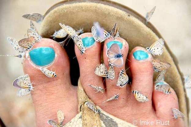 Blue raindrop nails and butterflys attracted by them...