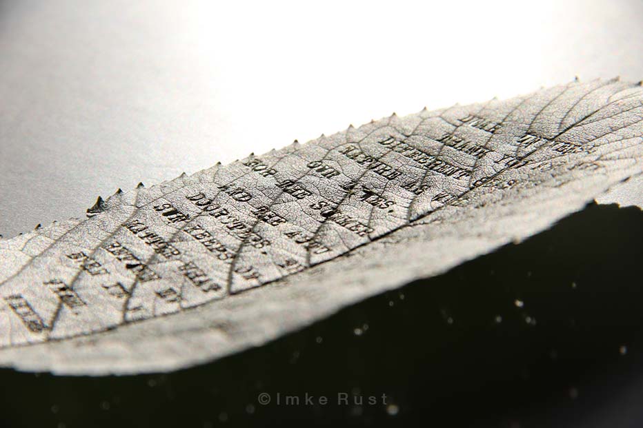 While photographing the leafs the sun reflected so strongly, that it made the leaf appear to be black&white...