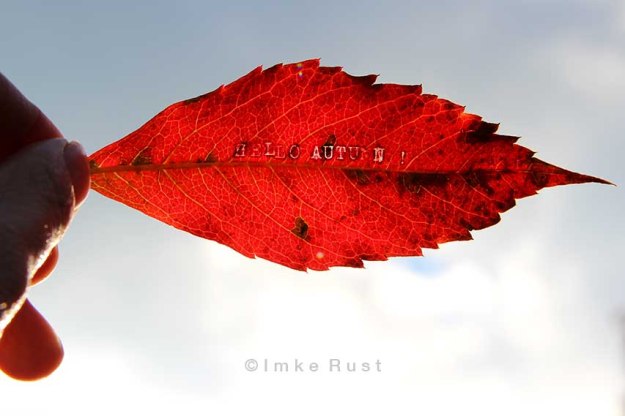 Hello Autumn (leaf work by Imke Rust)