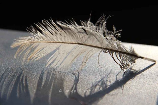 White feather with love by Imke Rust