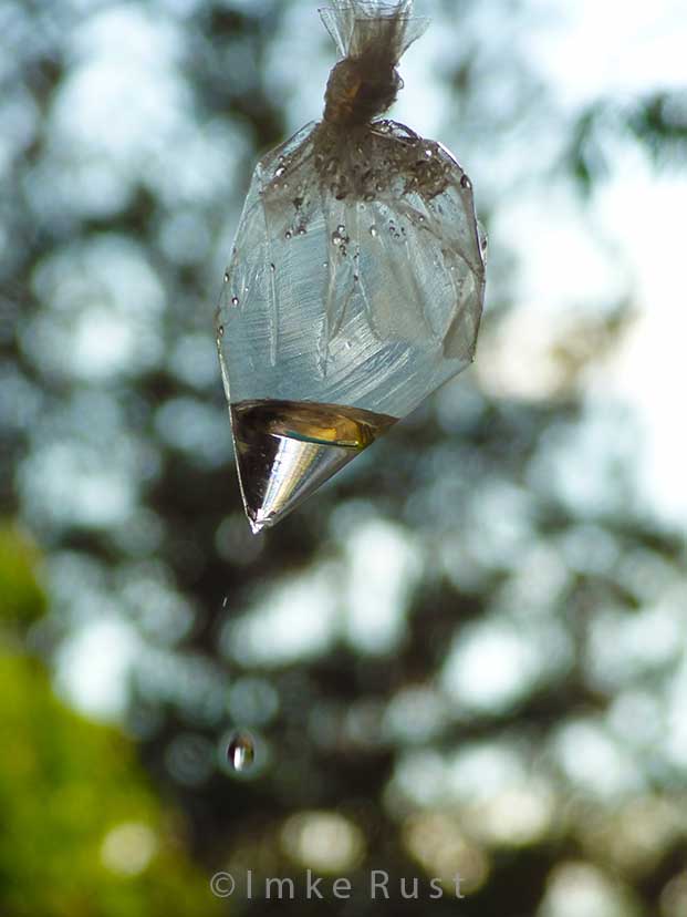 A drop is falling © Imke Rust