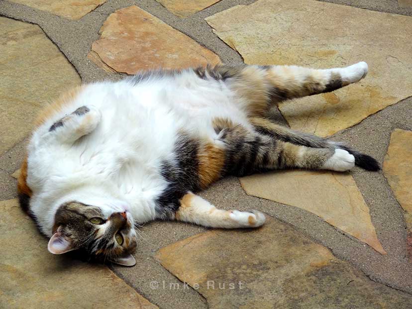 The adorable fluff-ball Princess Clarissa