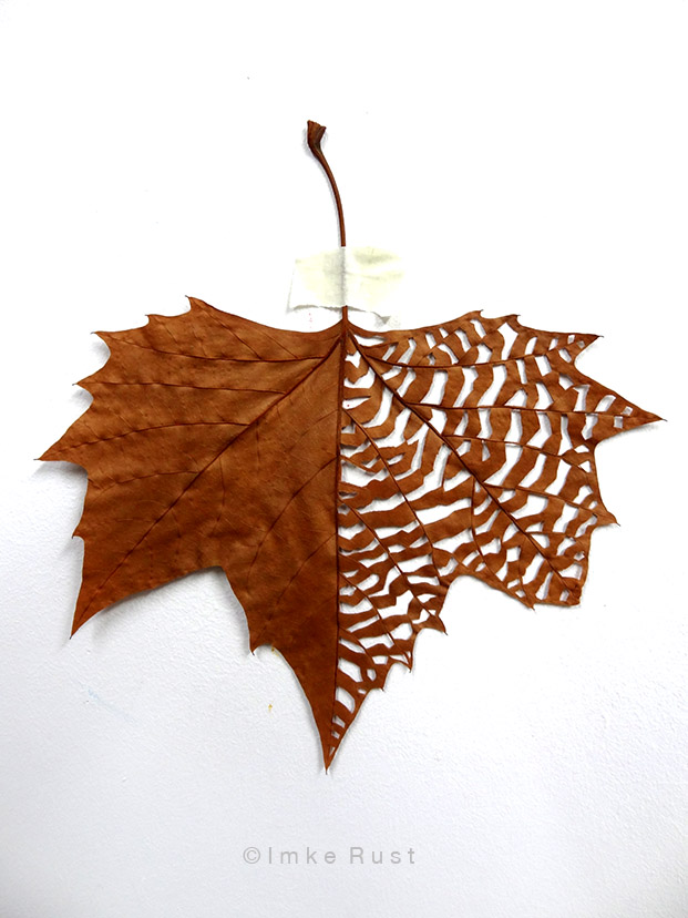 Maple leaf cut-out #2