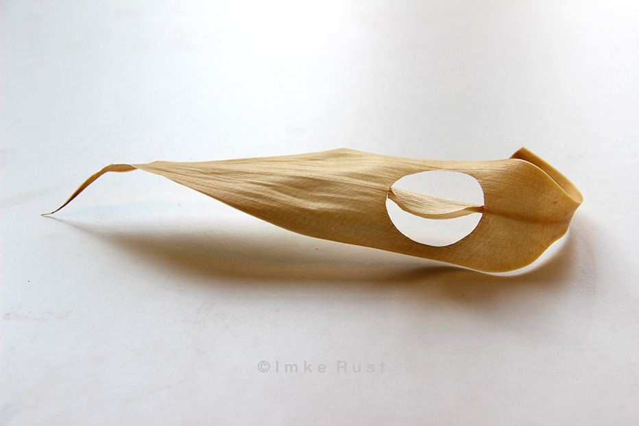 Lucky Bamboo Leaves cut-out