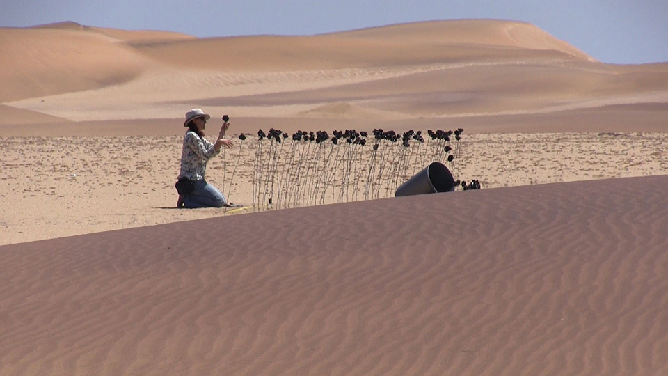 Imke Rust steckt schwarze Rosen in die Wüste in Namibia (Foto: Steffen Holzkamp)