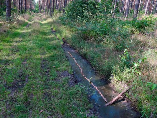 Bark Line in puddle of water