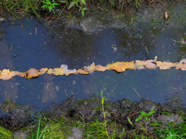 Detail view of the Bark Line