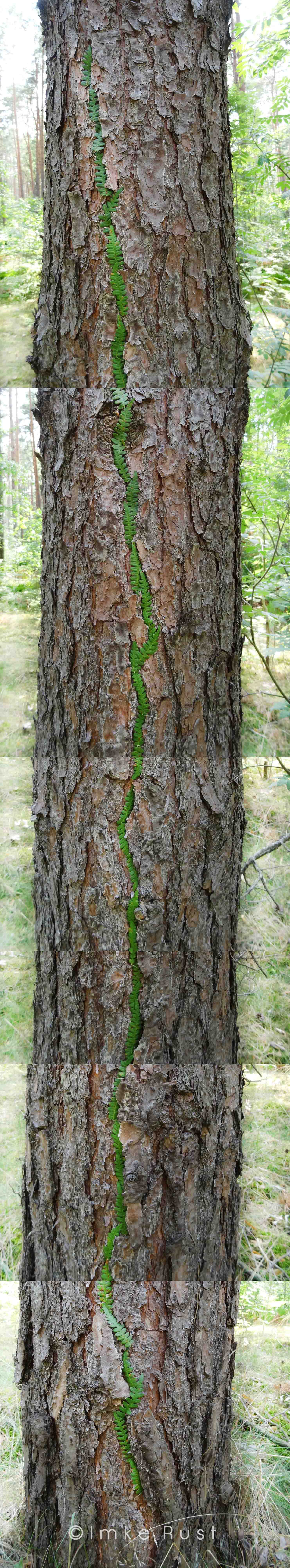 Scrolling up and down the green line on the bark of the tree (the line is about 2m long )