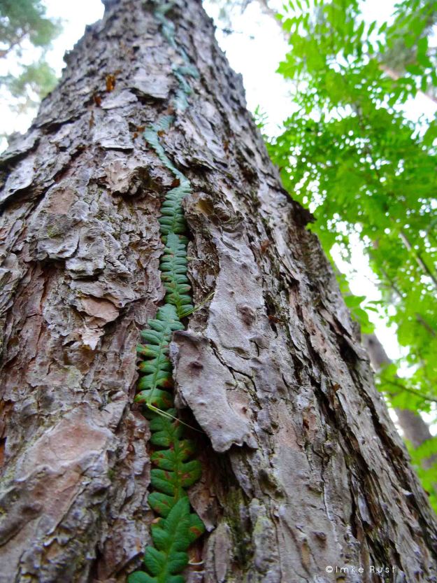 Detail: Tree with line of fern leaves