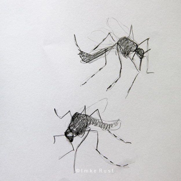 Pencil study of dead mosquitoes