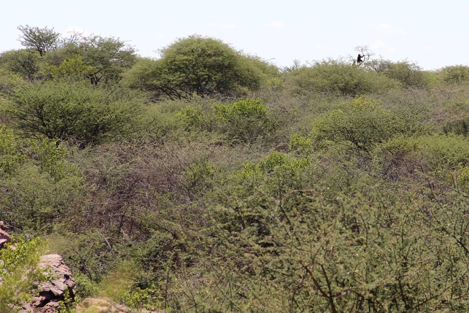 Baboons are curious and try to figure out what is happening on our side...