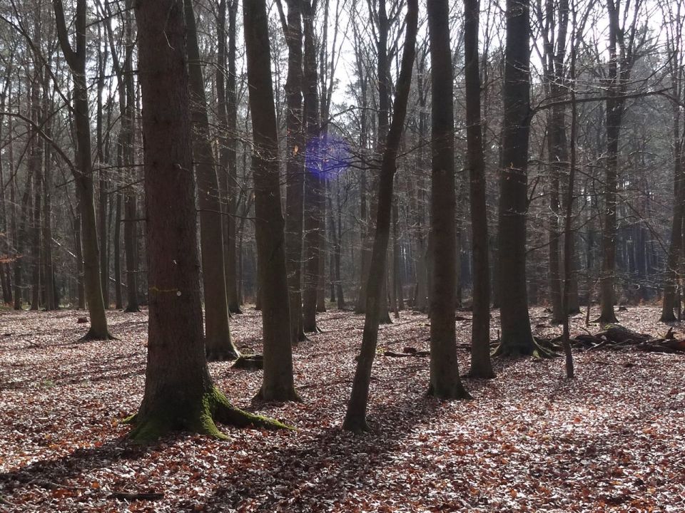 Blue Sphere 1, carefully allowed in the branches between two trees in the forest, by Imke Rust