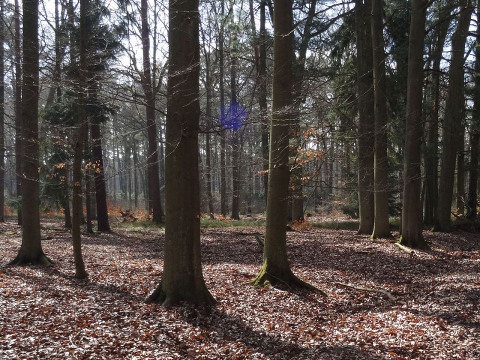 Blue Sphere 2, carefully allowed in the branches between two trees in the forest, by Imke Rust