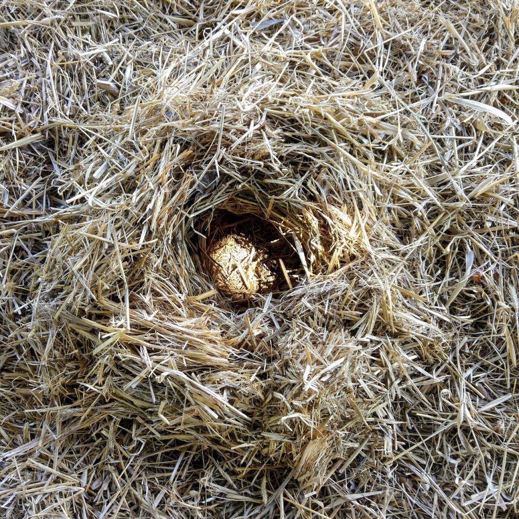 Making a Nest for a Sunbeam
